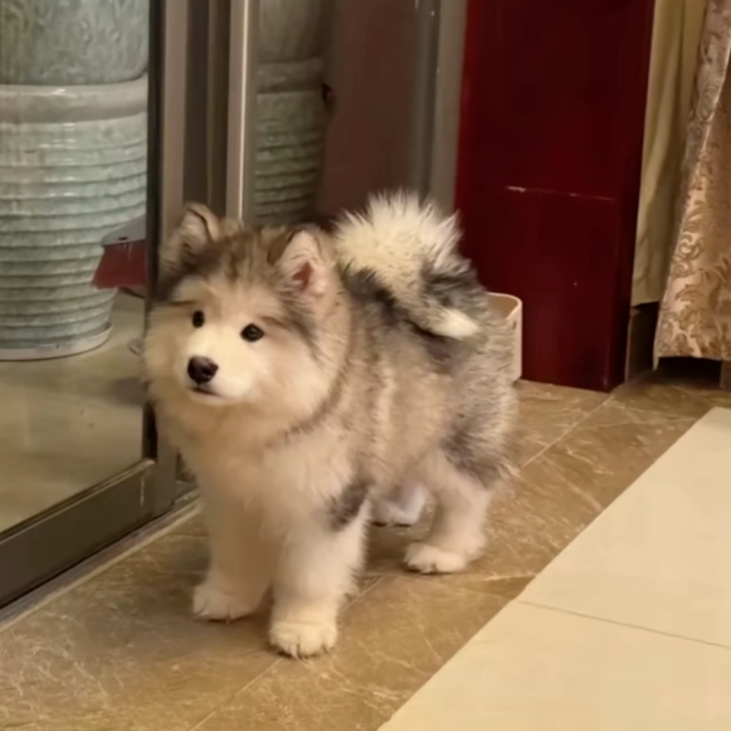犬舍直销批发价格出售阿拉斯加雪橇犬